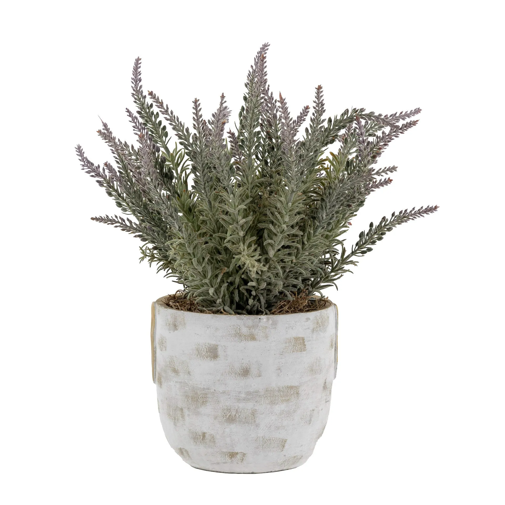 6" Callista Pot with Lavender Arrangement   AR1650